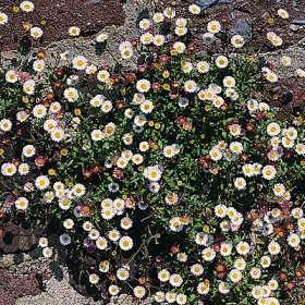 Erigeron k. Profusion by Nature's Technique Landscape Development, Inc.